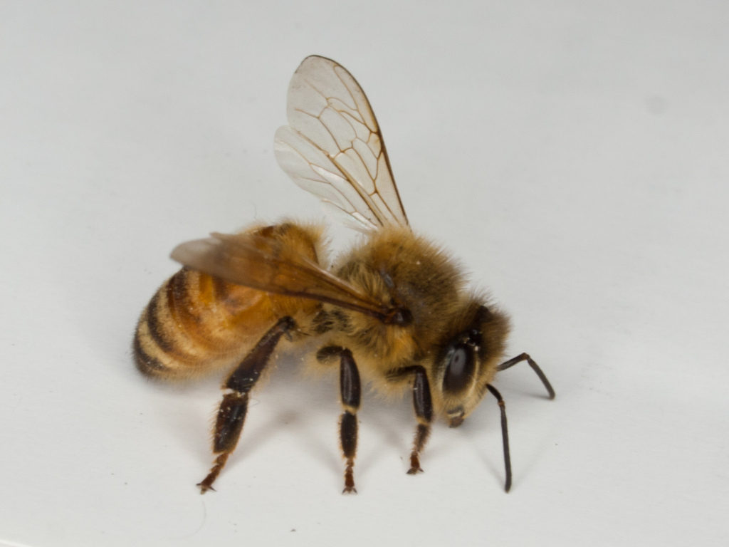 Abeille domestique